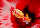 Expressionist Flowers  Hibiscus #4736